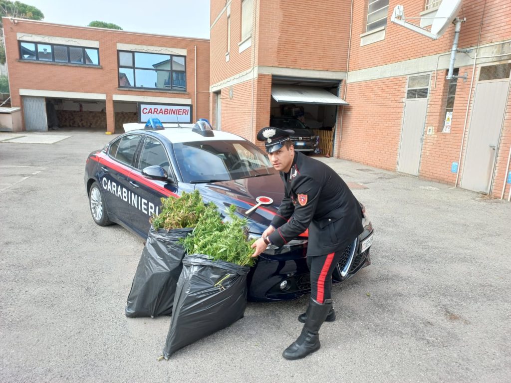 Sequestro piantagione di marijuana